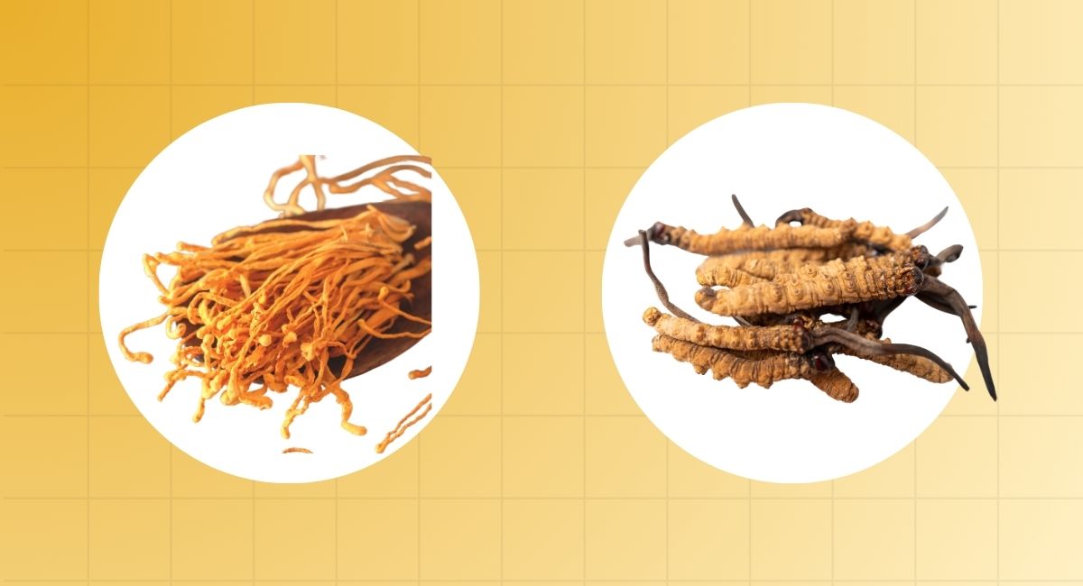 Cordyceps Militaris vs Sinensis: Which One You Should Choose?