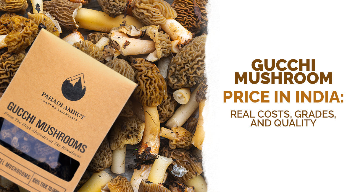 Gucchi Mushroom Price in India: Real Costs, Grades, and Quality