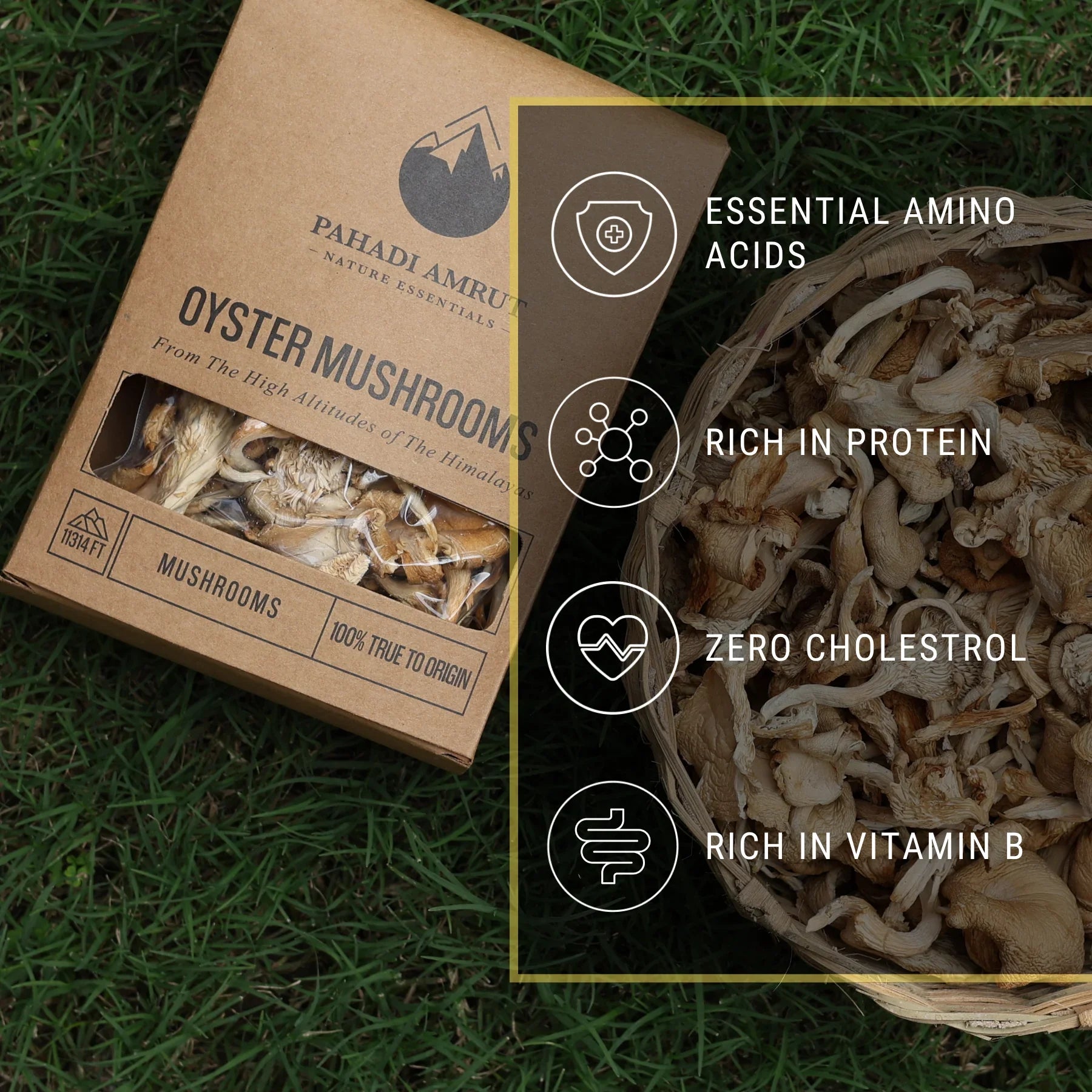Oyster Mushrooms (50gm)