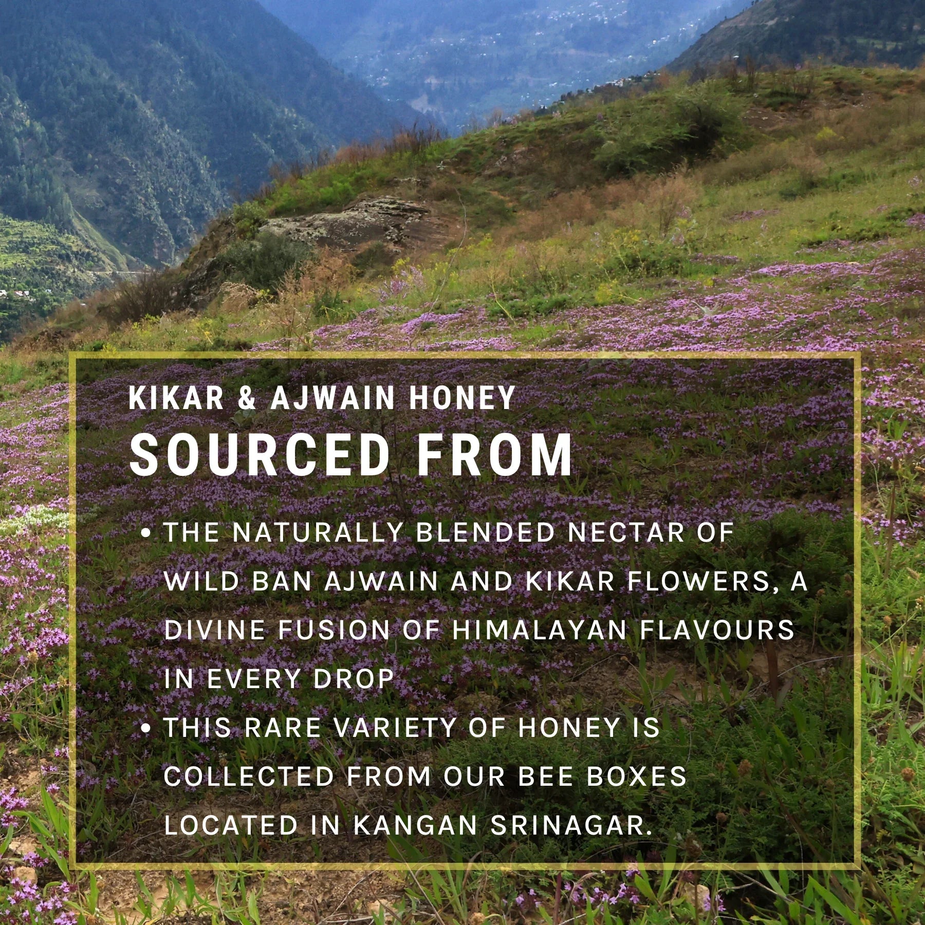 Kikar & Ajwain Honey