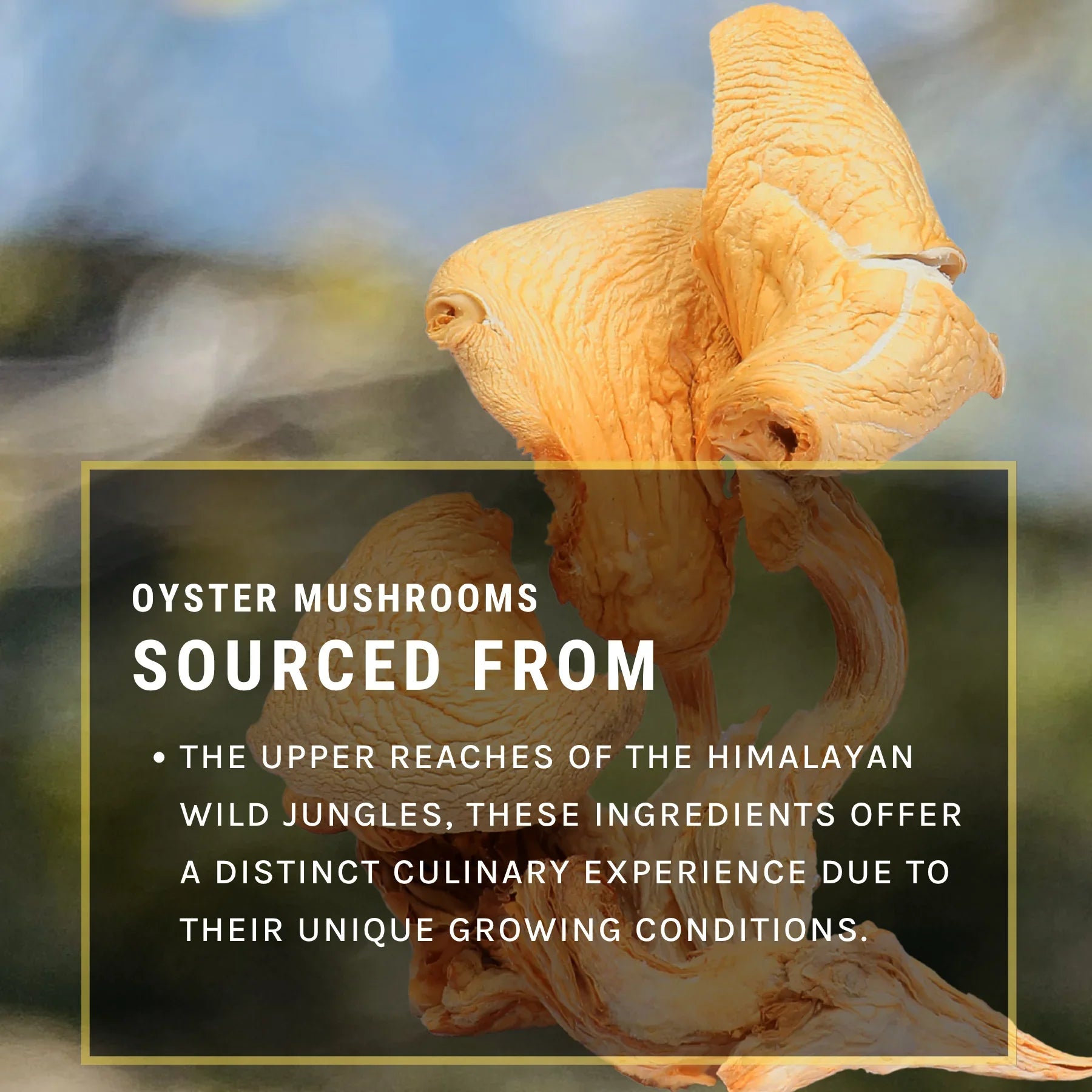 Oyster Mushrooms (50gm)