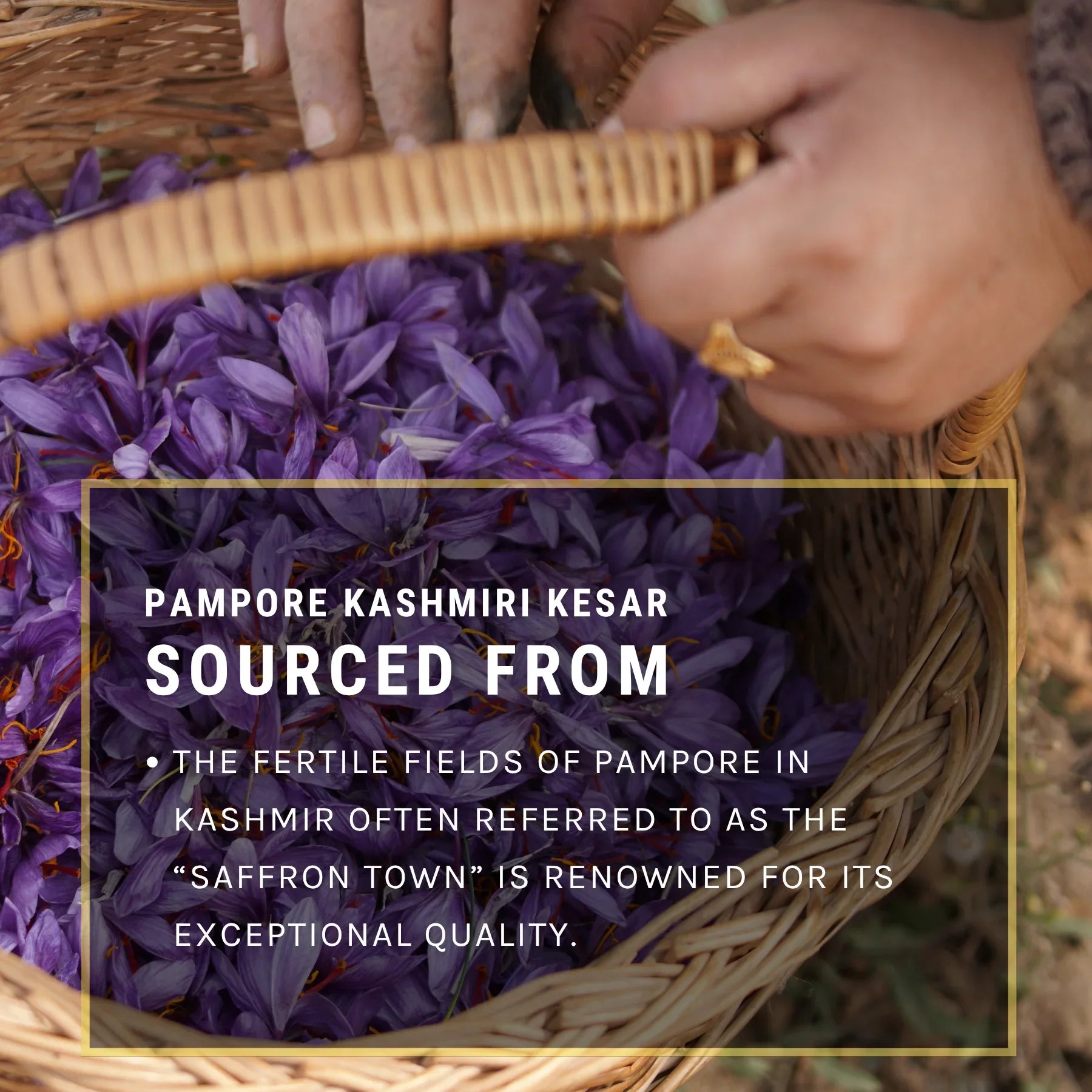 Pampore Kashmiri Kesar