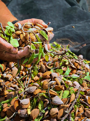 Step 2: Traditional Harvesting