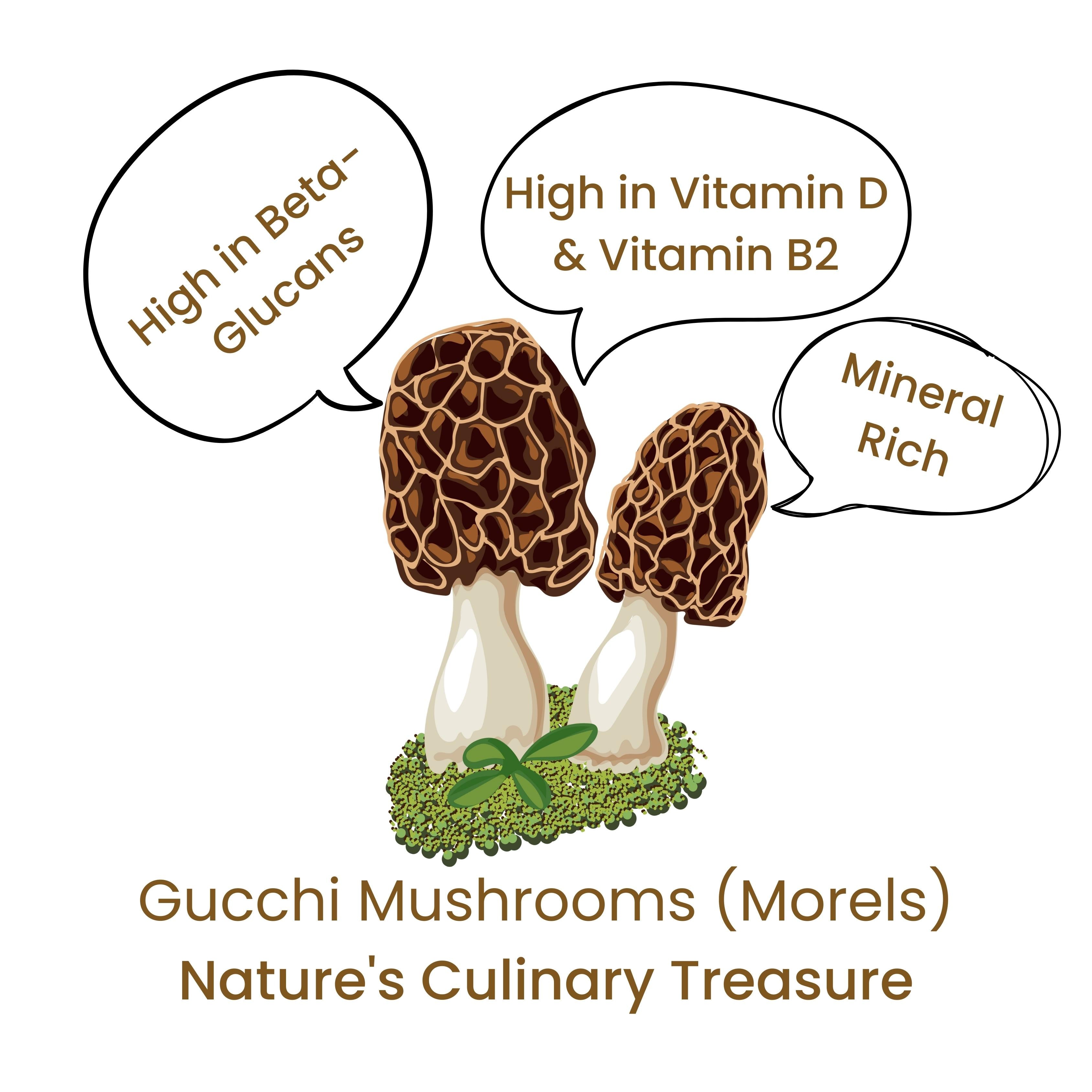 Gucchi Mushrooms 