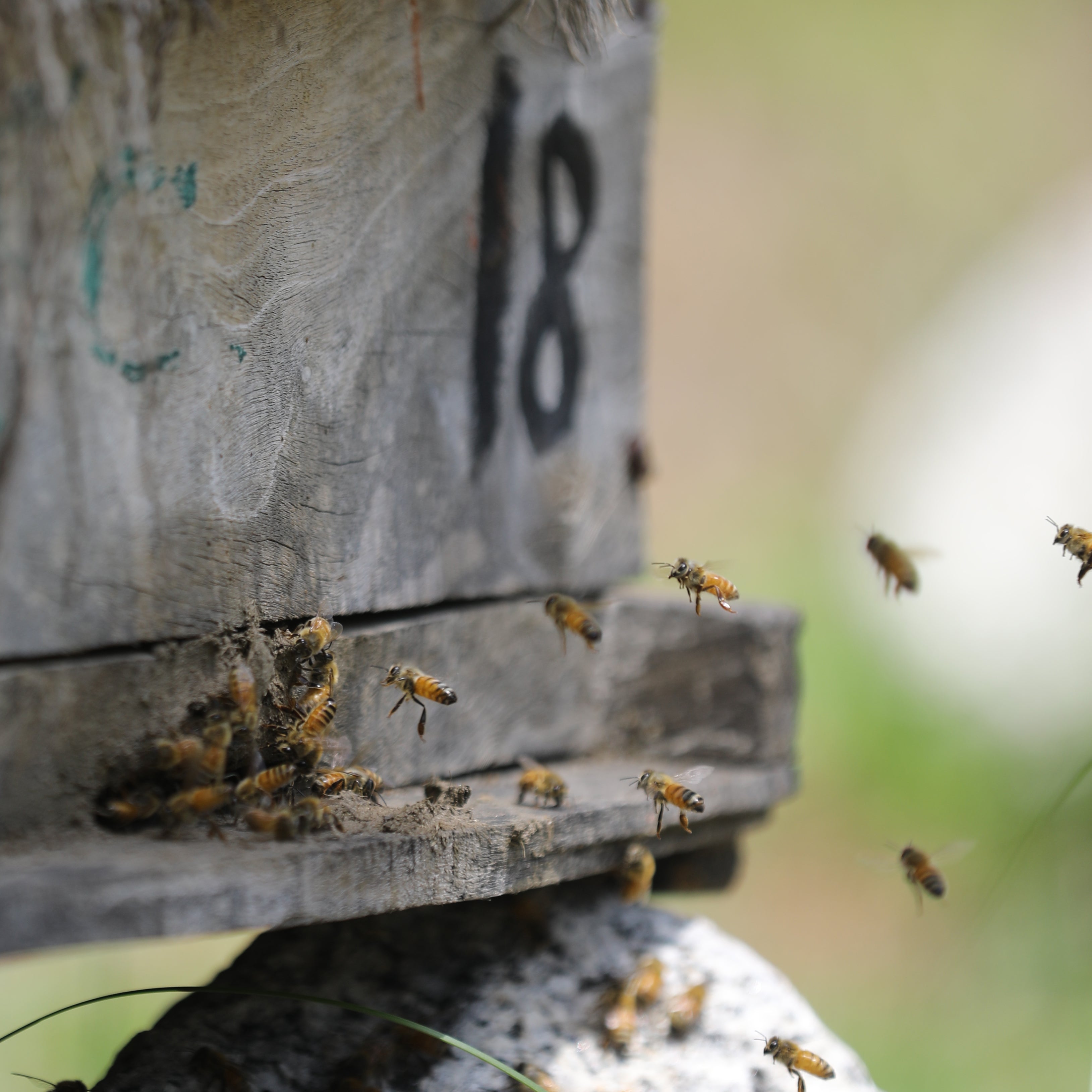 Pahadi Honey Bees - Organic raw honey