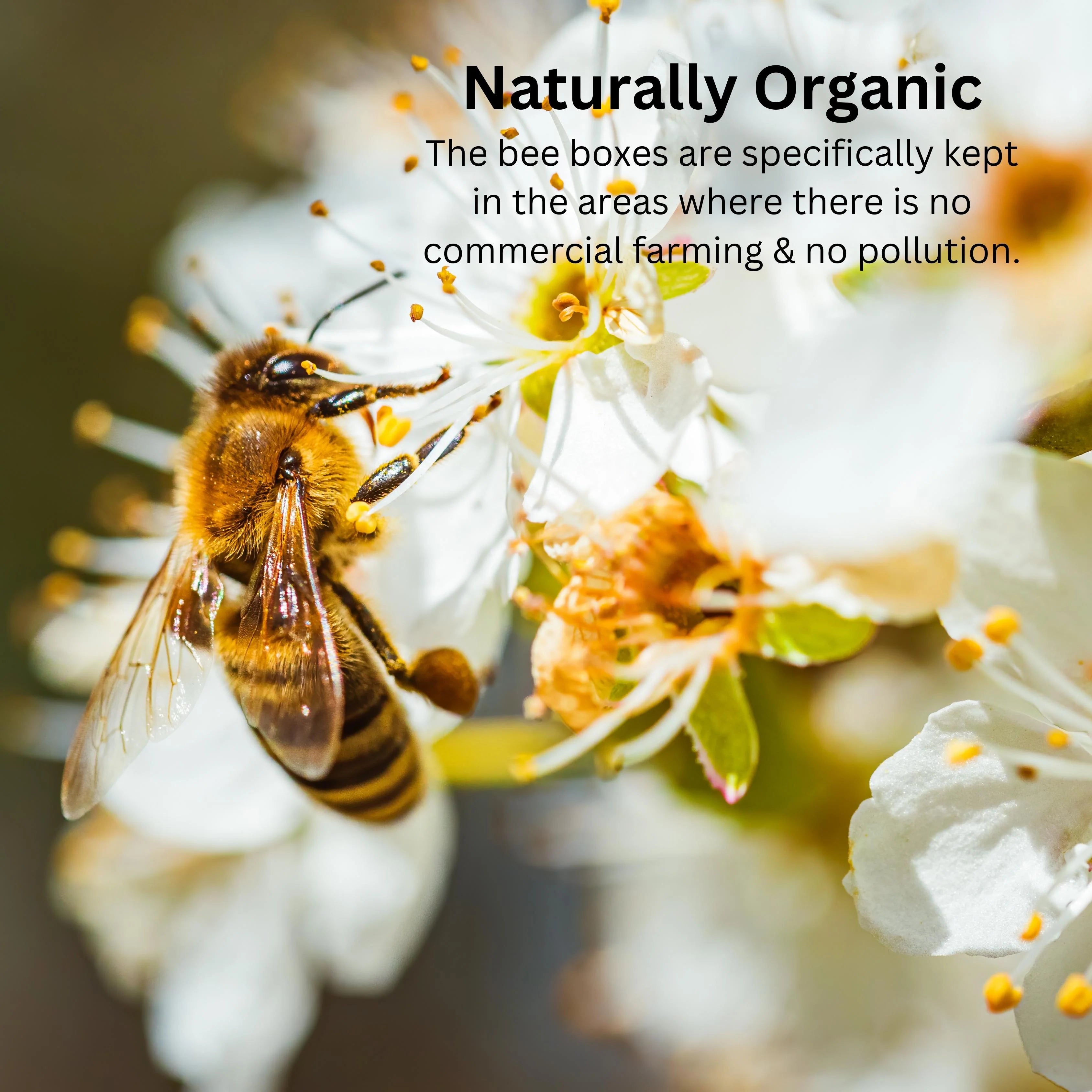 Naturally Organic Honey