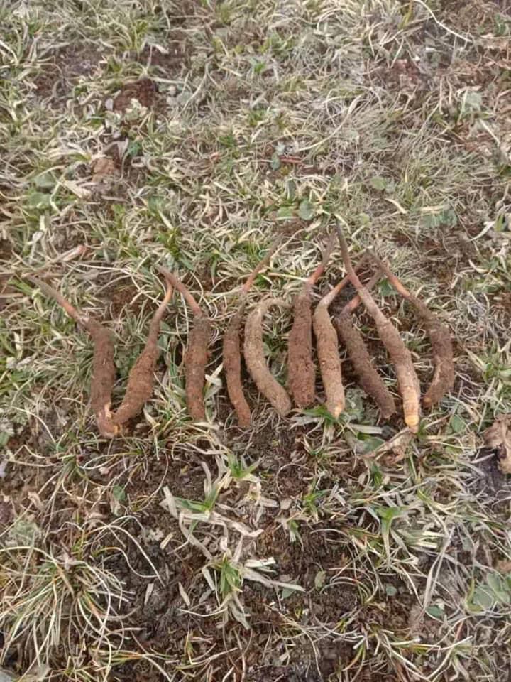 Cordyceps Sinensis
