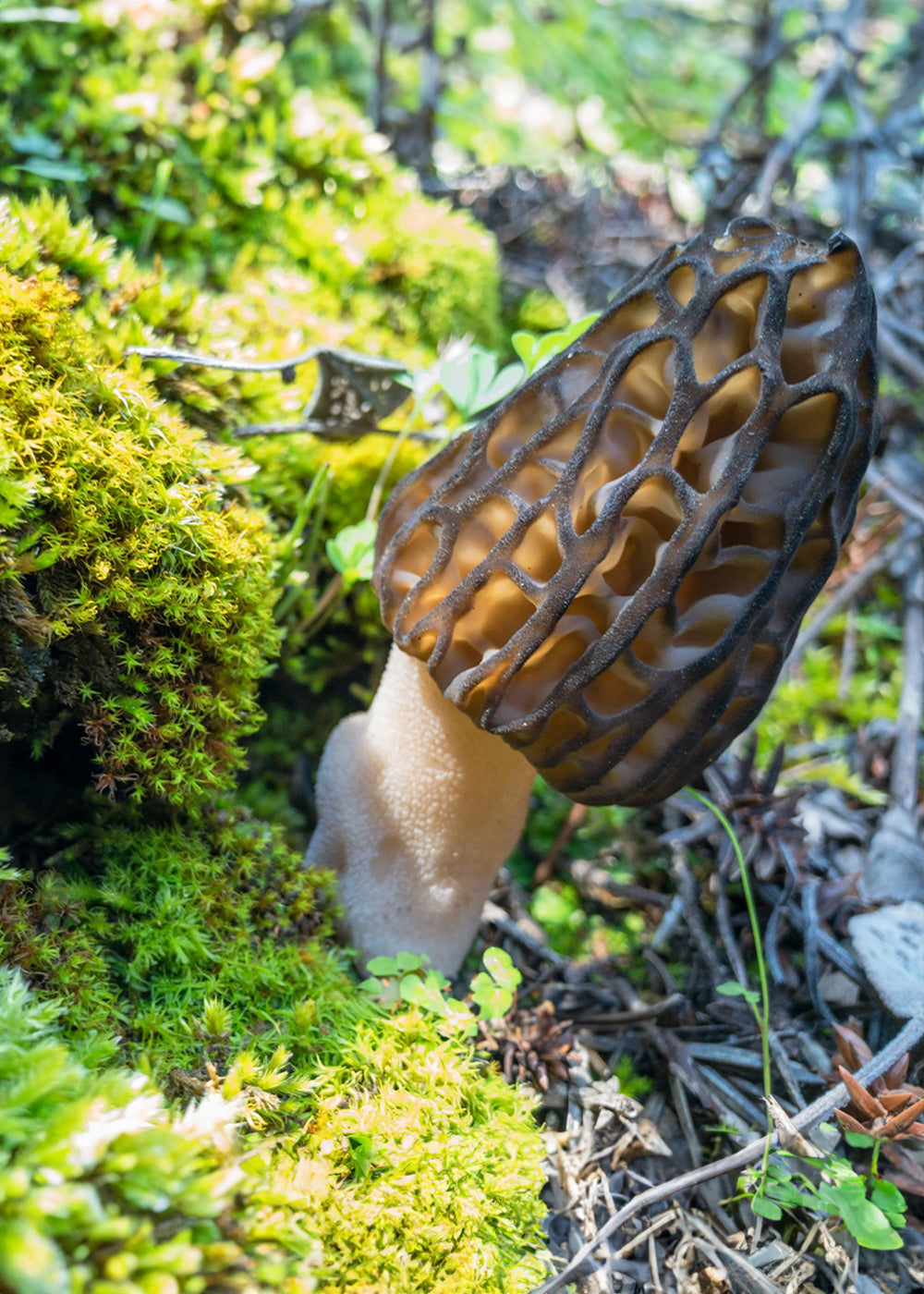 Buy Premium Himalayan Morel/Gucchi Mushrooms - Pahadi Amrut