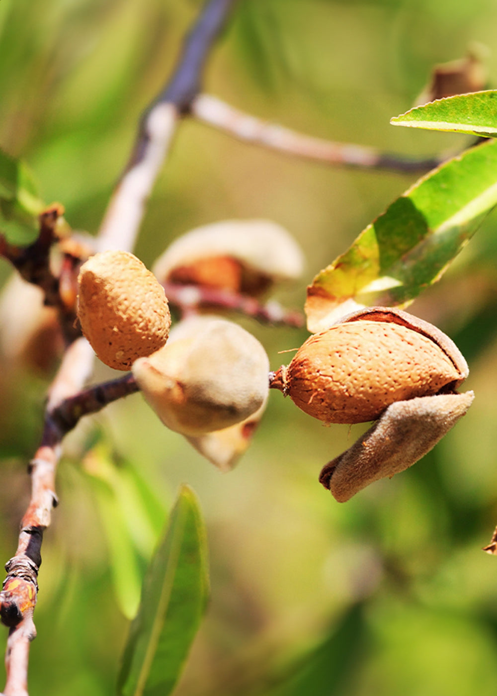 Buy 100% Natural Kashmiri Badam Giri - Almond Kernels - Pahadi Amrut