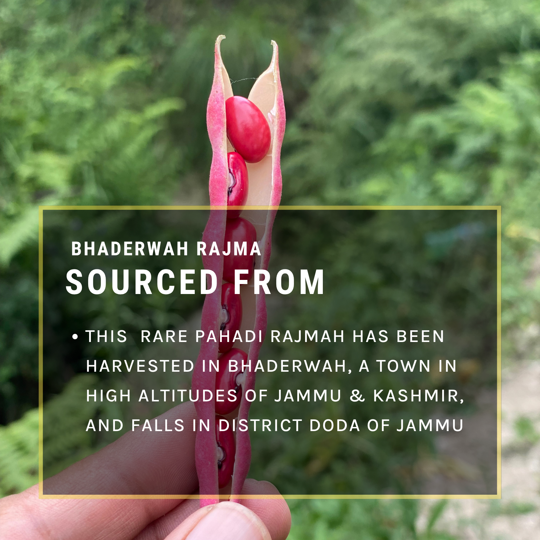 Bhaderwah Rajma
