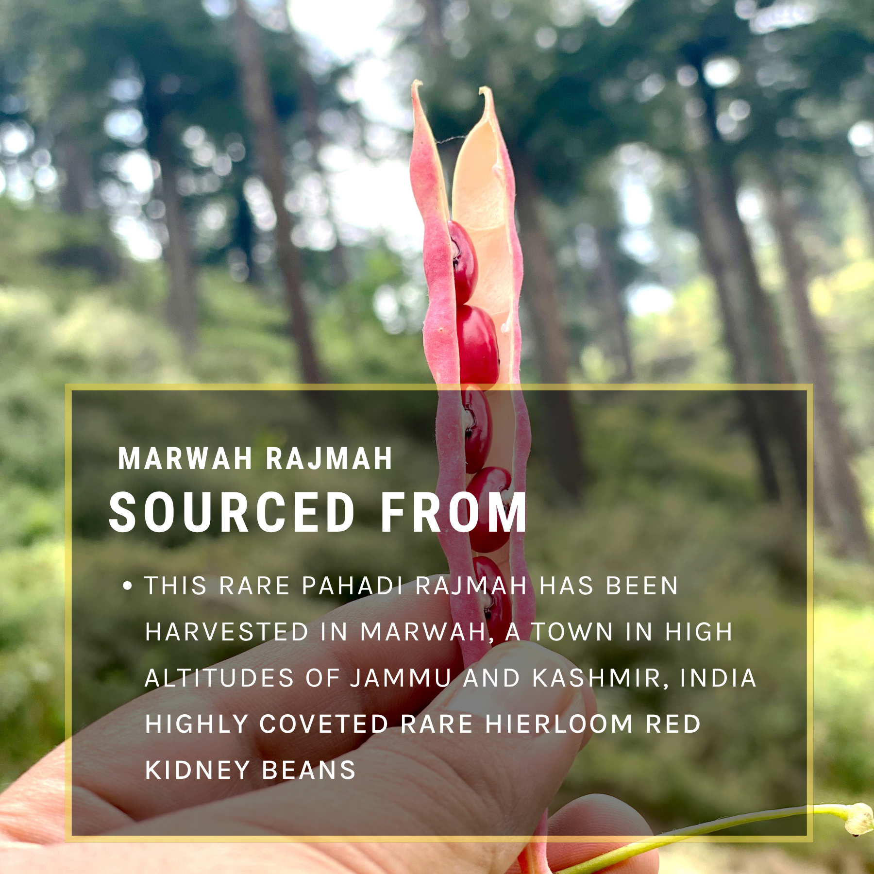 Marwah Rajmah