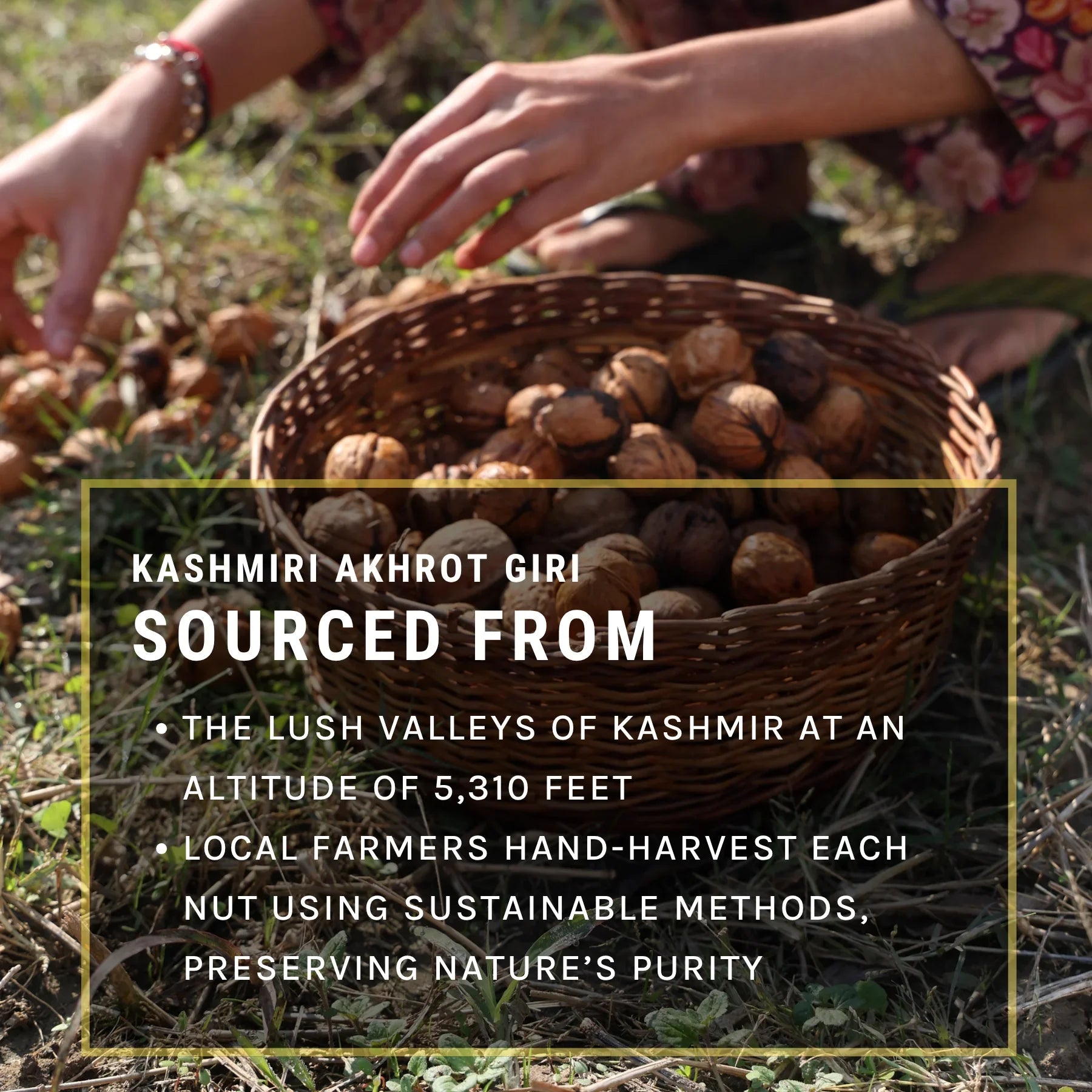 Kashmiri Akhrot Giri