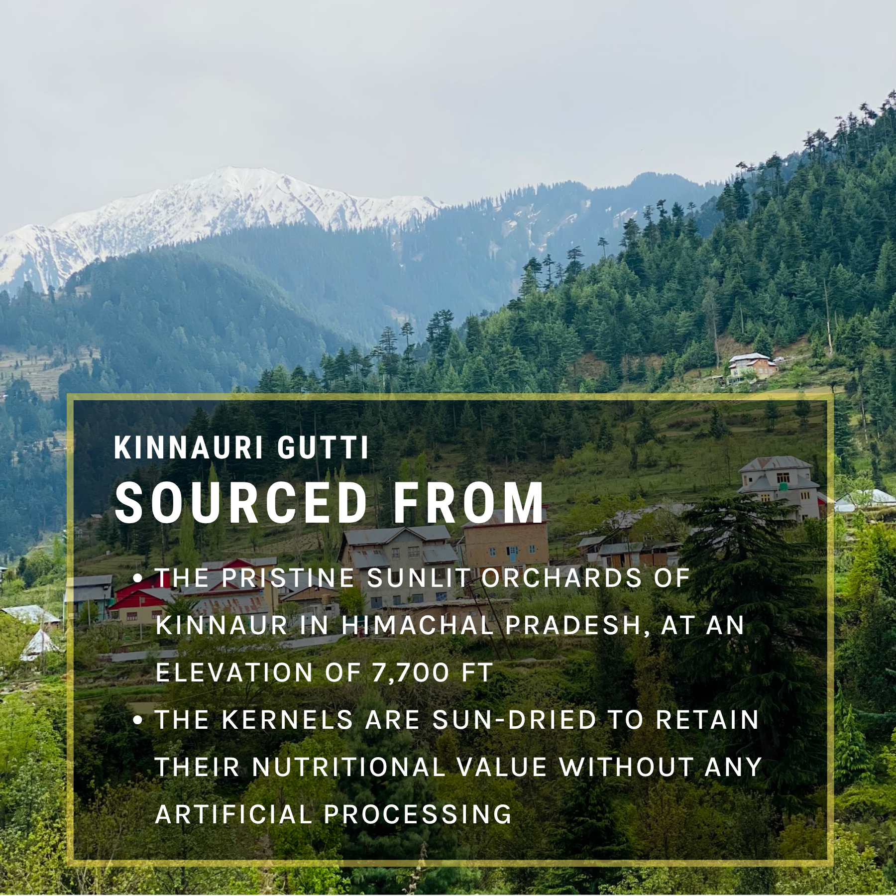 Kinnauri Gutti