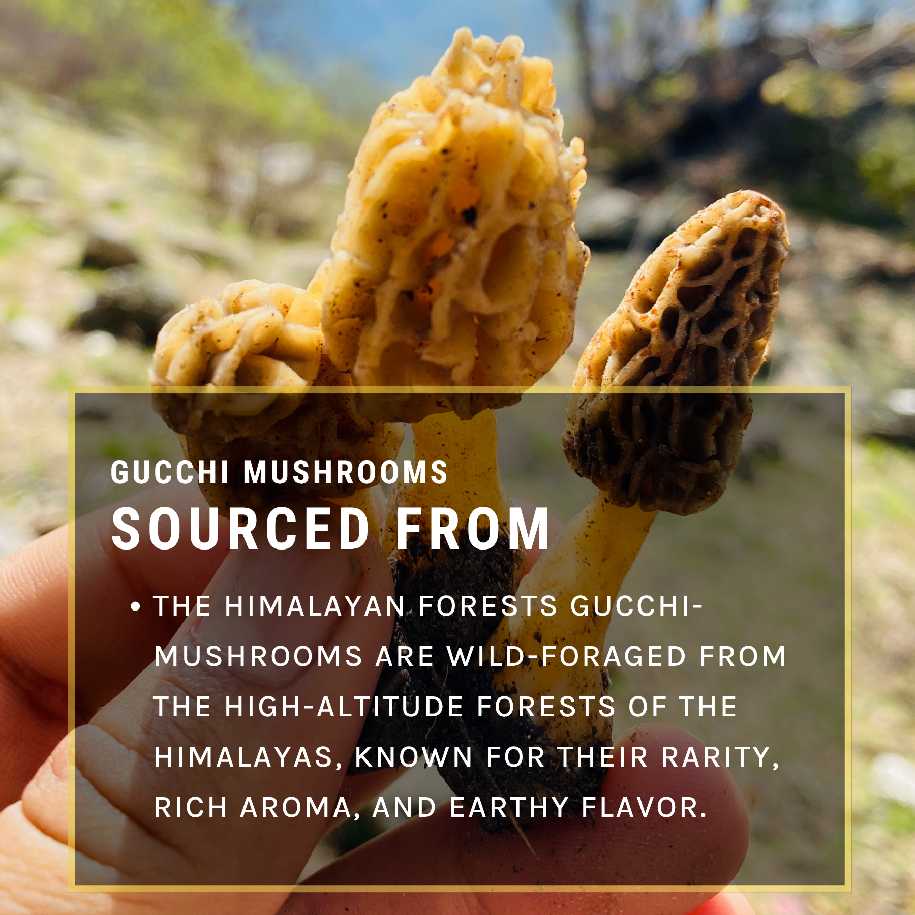 Gucchi Mushrooms (50gm)