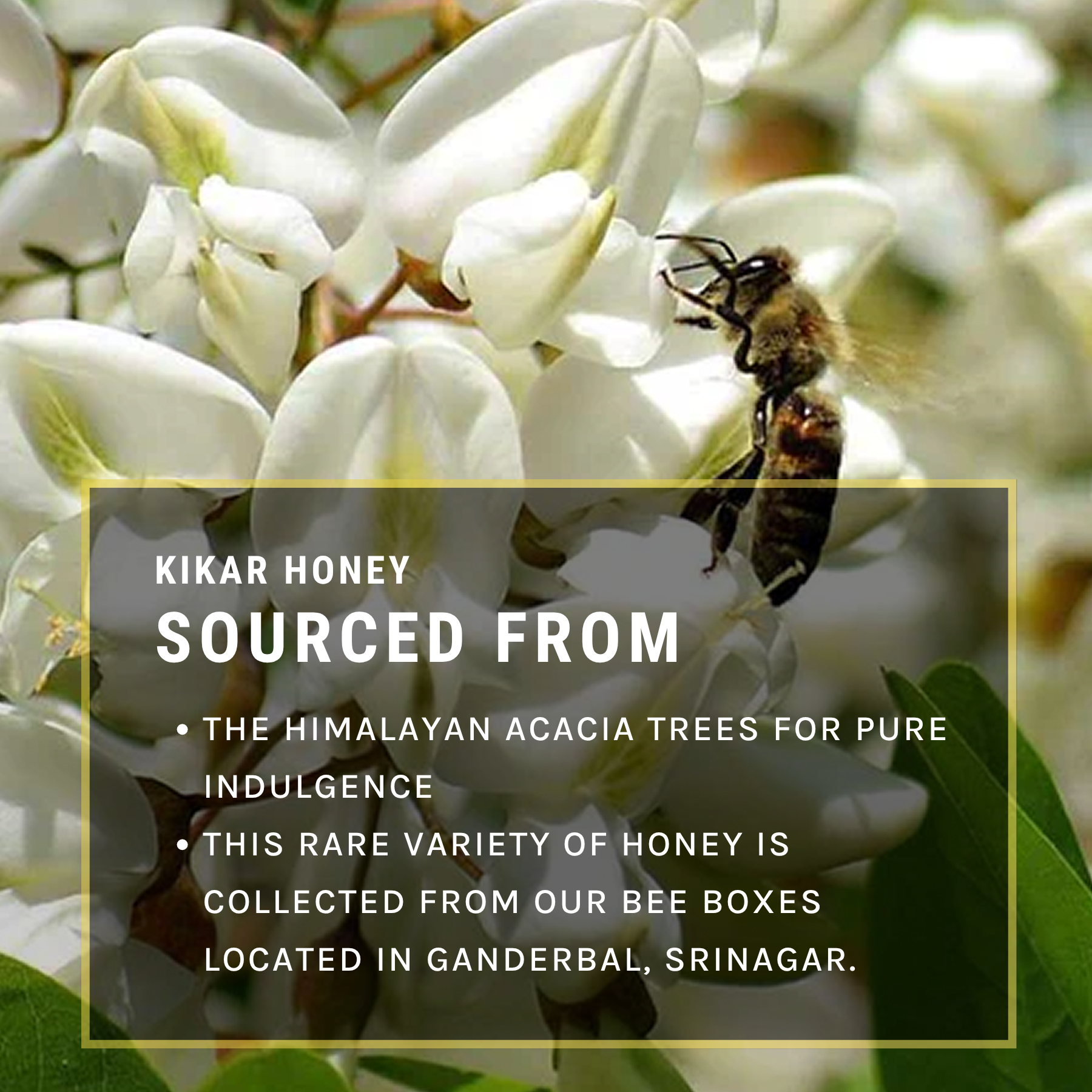 Kikar Honey