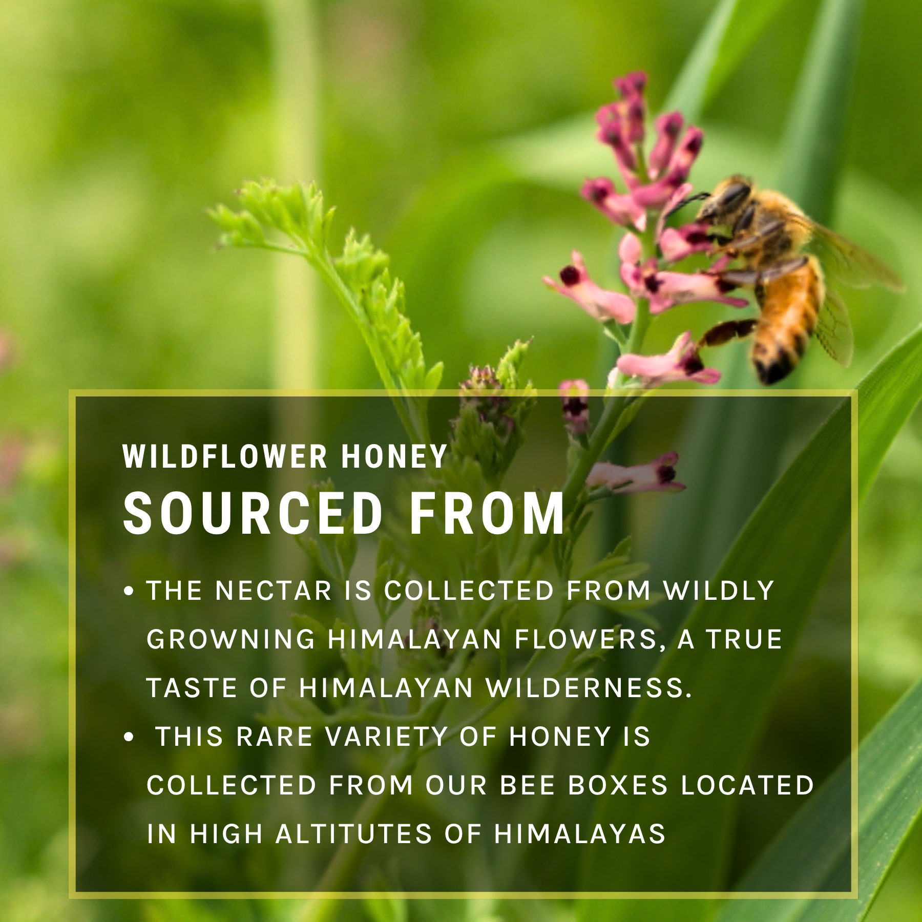 Wildflower Honey