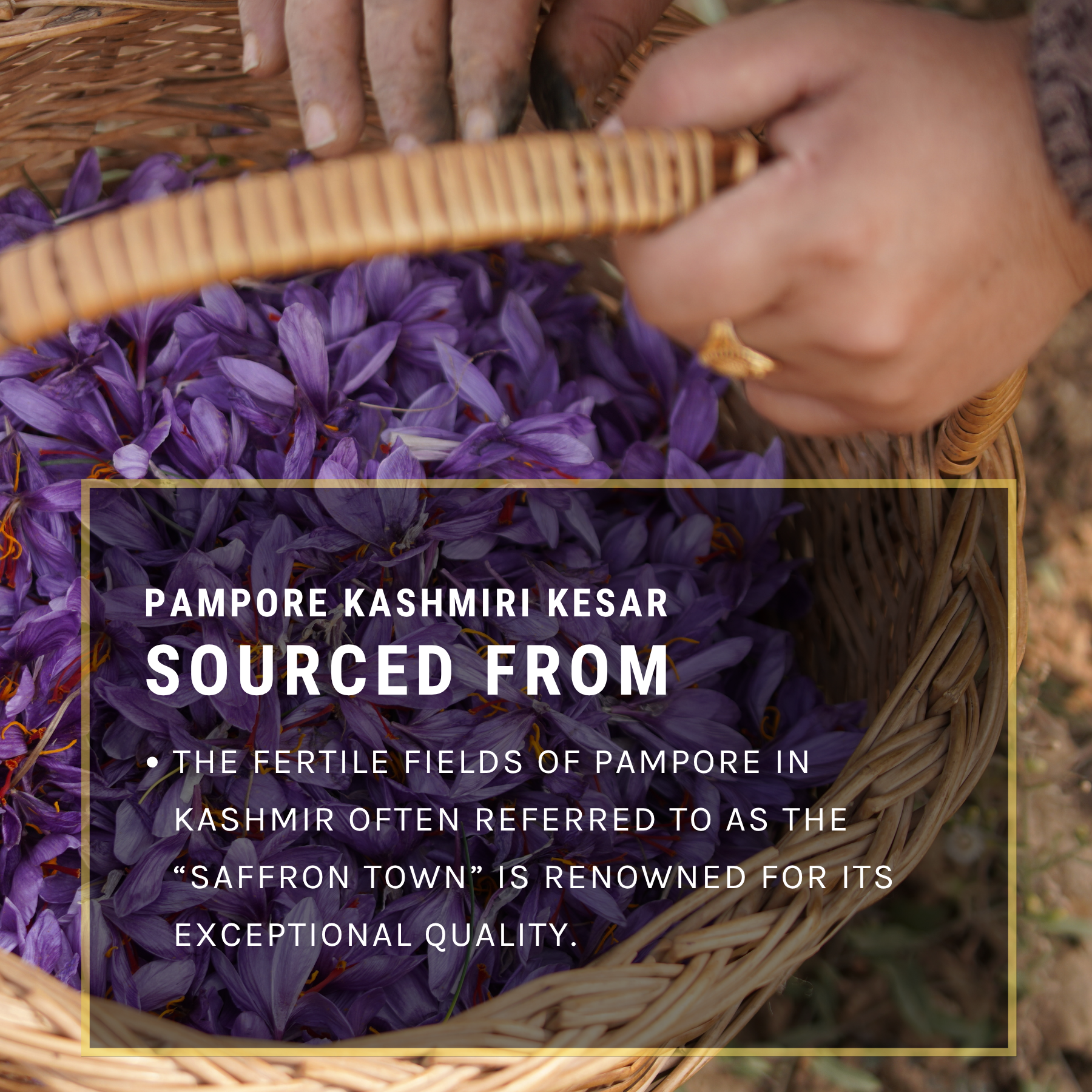 Pampore Kashmiri Kesar