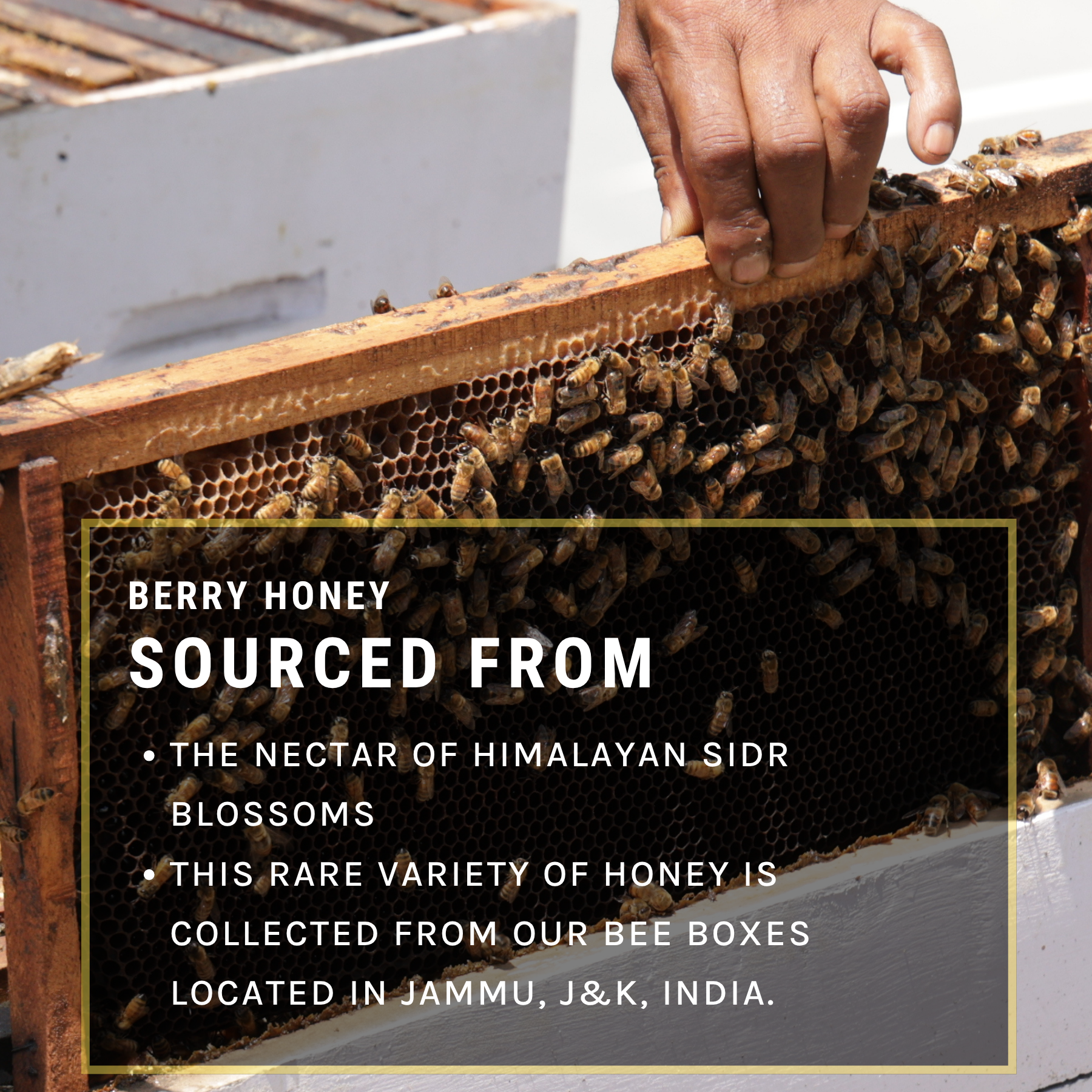 Berry Honey