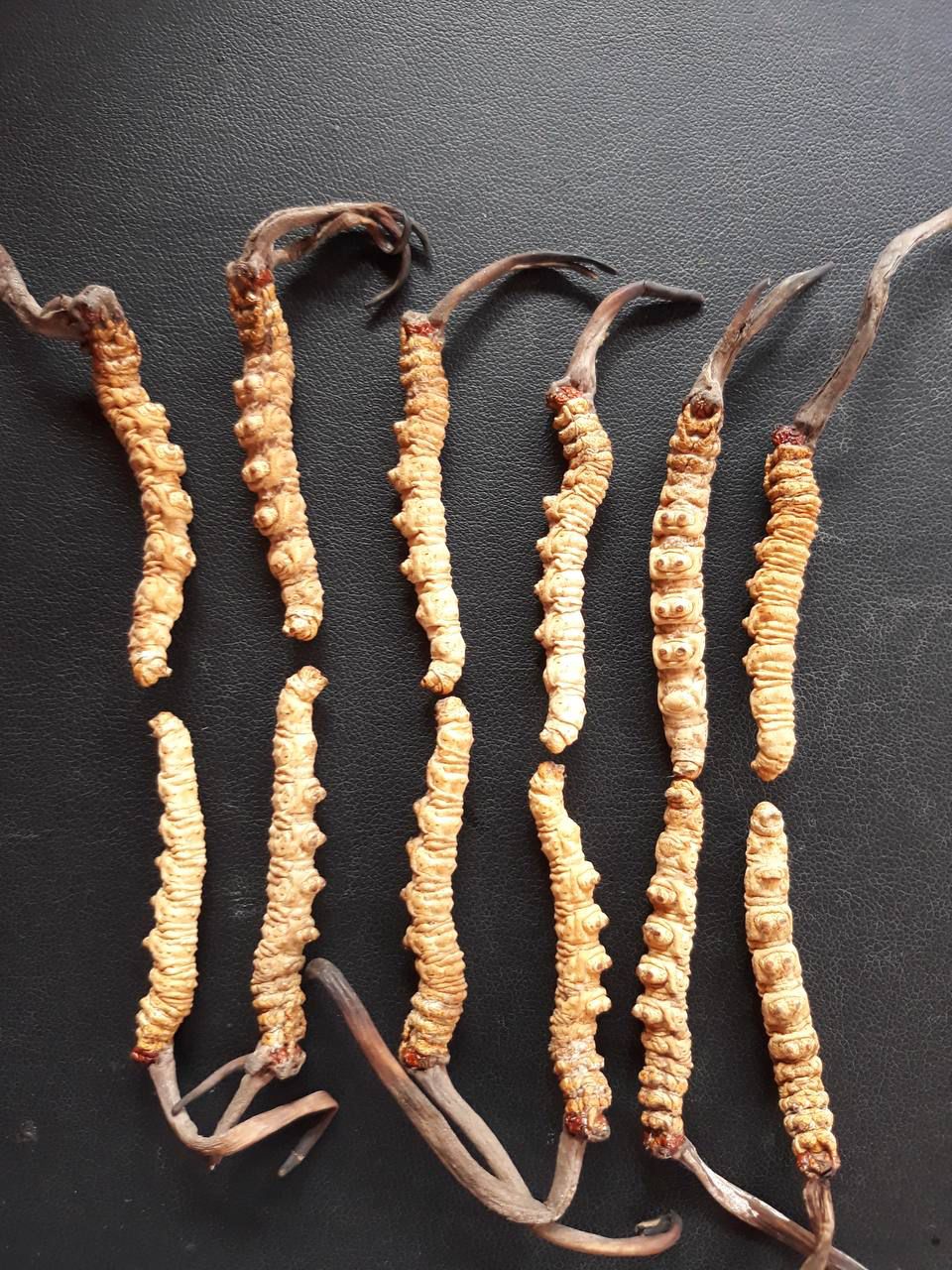 Buy Best Cordyceps sinensis | Caterpillar Fungus - Pahadi Amrut