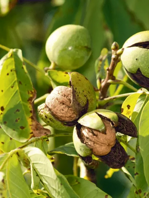 Step 1: Natural Farming