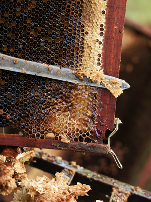 Step 2: Slow & Natural Honey Maturation