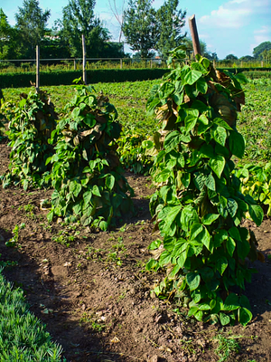 Step 1: Natural Farming