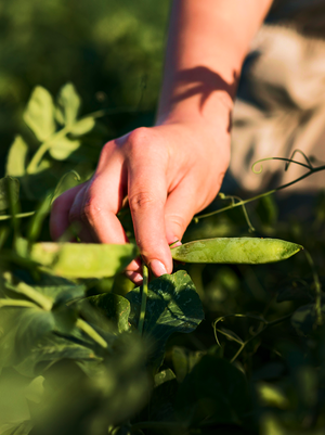 Step 2: Hand Harvesting