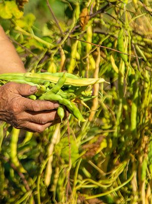 Step 2: Handpicked Harvest